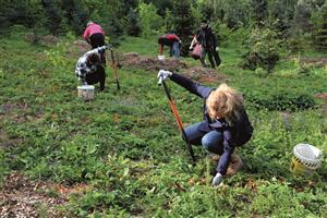 V pátek 26. dubna vysazovali pracovníci kopřivnické radnice tři sta sazenic vánočních stromků na městské plantáži. První z nich by mohly dorůst za šest až sedm let. FOTO: DANA HOĎÁKOVÁ