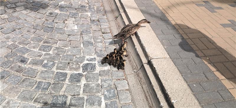 Městská policie minulý čtvrtek vyjela k netradičnímu zásahu na oznámení občana. V prostoru u polikliniky odchytila divokou kachnu s kachňaty. Hlídka usměrňovala dopravu a po odchytu do sítě byly převezeny na přehradu v Lubině, kde byly vypuštěny. FOTO: MP