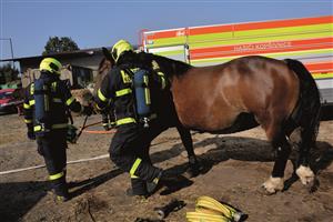 V rámci taktického cvičení si hasiči vyzkoušeli i vyvádění hospodářských zvířat ze stájí. Po jeho skončení následovala instruktáž vedená zkušeným chovatelem. FOTO: DAVID MACHÁČEK