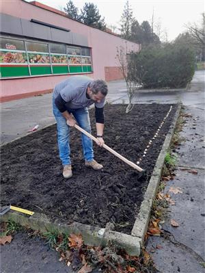 V minulém týdnu proběhla avizovaná výsadba cibulovin především v prostoru sídliště Sever, ale i na dalších místech ve městě. Na jaře ulice ozdobí tisíce nových tulipánů.