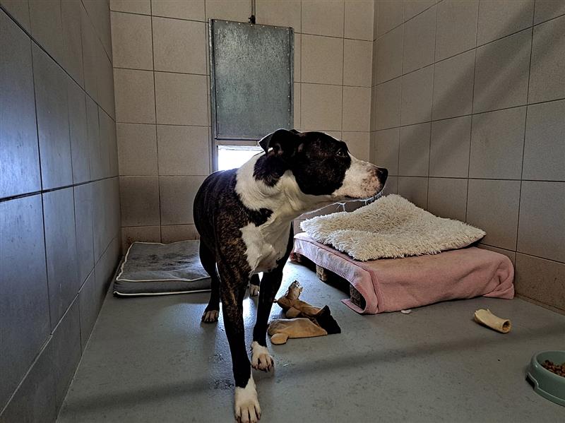 Snímek z návštěvy psího útulku vybudovaného v Havířově, pořízený zástupci kopřivnické radnice při hledání dobré praxe v okolních městech