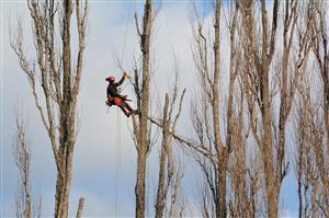 Chemikáliemi poškozené topoly u garáží pod Bílou horou musely být při pokusu o jejich záchranu radiálně ořezány.