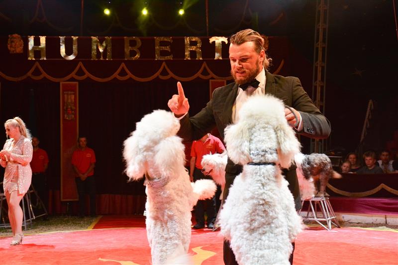 Principál cirkusu Humberto Hynek Navrátil mladší v průběhu programu vystupuje hned s několika čísly. V úvodu je to vystoupení se psy.