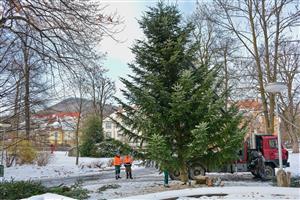 Instalaci vánočních stromů v Kopřivnici letos komplikoval vítr. V pondělí tak byl místo obou jehličnanů umístěn pouze jeden, a to do prostoru před Ringhofferovu vilu. Druhý se v úterý objevil na Novém náměstí.