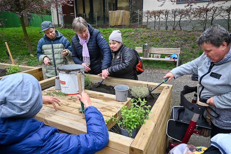 Bylinky do smyslové a terapeutické zahrady, která vznikla vloni na podzim, vysazovali také klienti Denního stacionáře Kopretina.